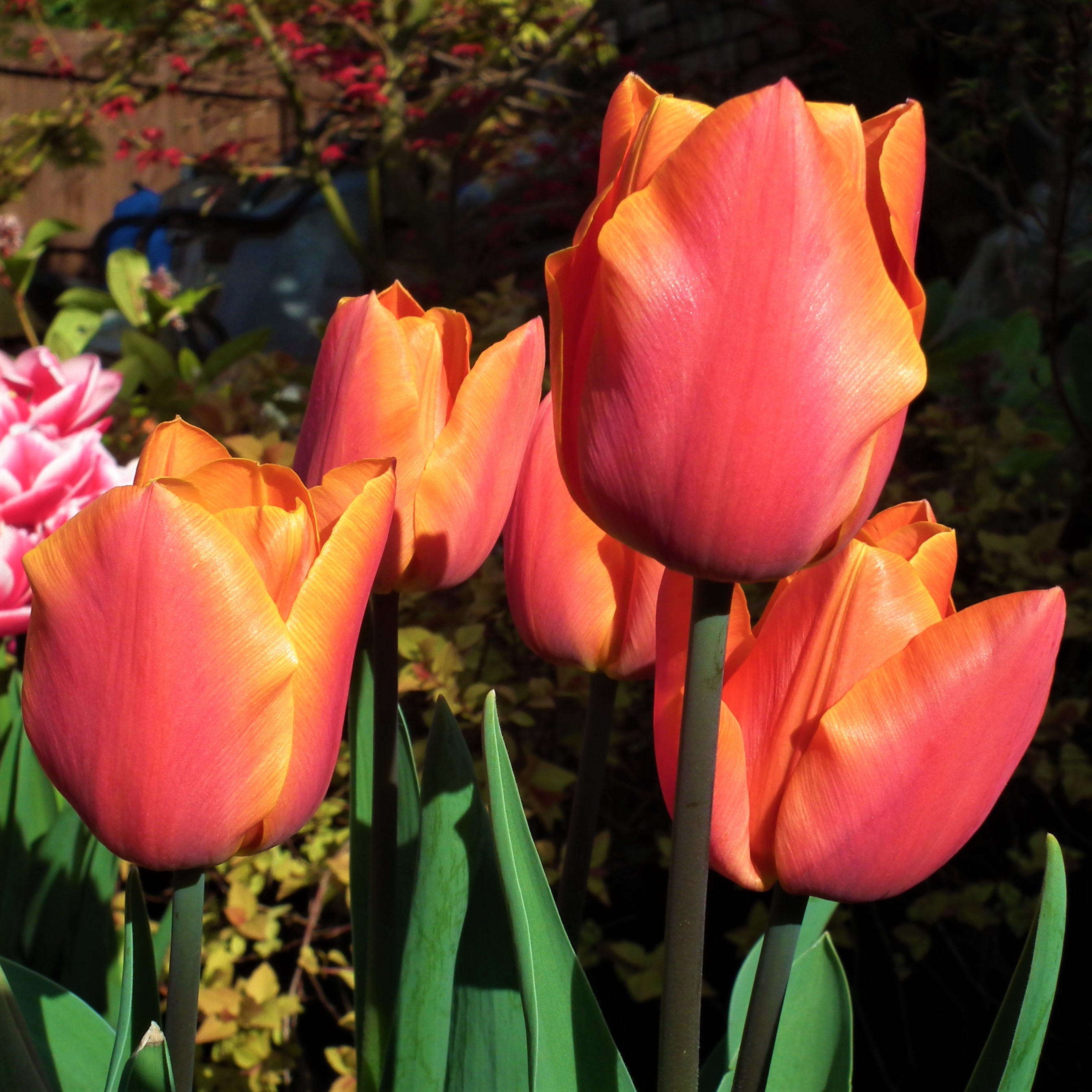 Tulip Jimmy